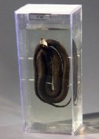 Влажный препарат "Уж" - fgospostavki.ru - Иркутск