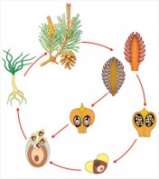 Модель-аппликация Размножение сосны - fgospostavki.ru - Иркутск