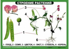 Комплект таблиц "Ознакомление с окружающим миром 1-4 класс" - fgospostavki.ru - Иркутск
