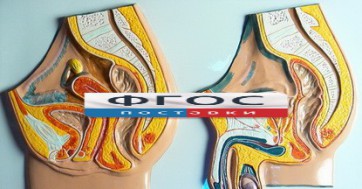 Модель барельефная "Таз мужской и таз женский" - fgospostavki.ru - Иркутск