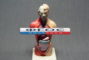 Модель Торс человека 42 сантиметра - fgospostavki.ru - Иркутск