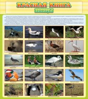 Стенд "Красная книга - птицы" - fgospostavki.ru - Иркутск