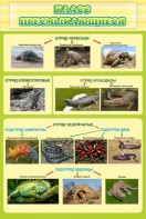 Стенд "Класс пресмыкающиеся" - fgospostavki.ru - Иркутск