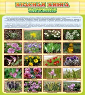 Стенд "Красная книга - растения" - fgospostavki.ru - Иркутск