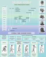 Стенд "Эволюция человека" Вариант 1 - fgospostavki.ru - Иркутск