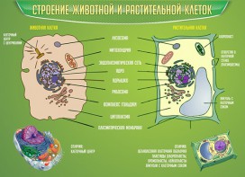Стенд "Строение животной и растительной клеток" - fgospostavki.ru - Иркутск