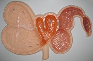 Модель барельефная "Желудок жвачного животного" - fgospostavki.ru - Иркутск