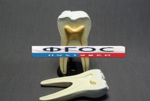 Модель "Строение зуба" - fgospostavki.ru - Иркутск