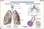 Комплект кодотранспарантов "Человек и его здоровье. Дыхание" - fgospostavki.ru - Иркутск