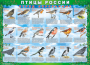 Комплект таблиц "Птицы России (4 листа)" (100х140 сантиметров, винил) - fgospostavki.ru - Иркутск