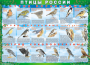 Комплект таблиц "Птицы России (4 листа)" (100х140 сантиметров, винил) - fgospostavki.ru - Иркутск