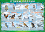 Комплект таблиц "Птицы России (4 листа)" (100х140 сантиметров, винил) - fgospostavki.ru - Иркутск