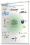 Плакаты по физике для оформления кабинета. - fgospostavki.ru - Иркутск