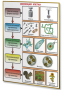 Плакаты по биологии для оформления кабинета. - fgospostavki.ru - Иркутск